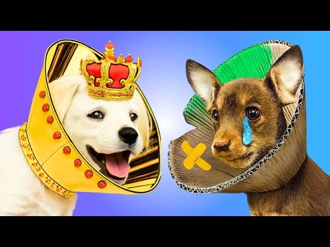 GADGETS & ASTUCES GÉNIAUX pour CHIENS ! 🐶 Rendez Votre Toutou plus HEUREUX que Jamais