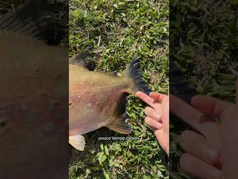 Você já tinha visto isso? ❌🎣🤔
