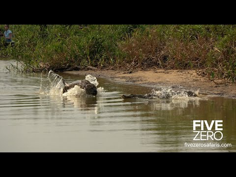 Jaguar catches Crocodile Underwater