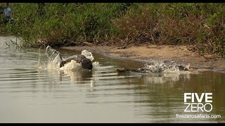 Jaguar catches Crocodile Underwater