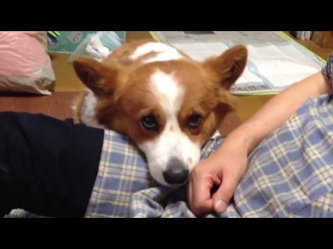 Cute Corgi Really Wants To Be Petted!