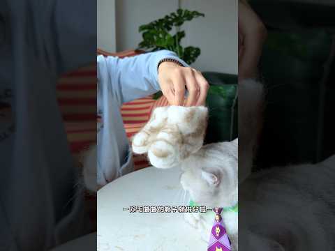 I Made My Baby Boots Out of Cat Hair! #catsofyoutube #tiktok #shorts #pets #cat