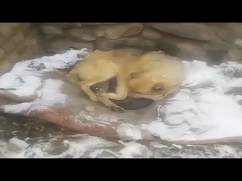 In the Snowstorm, the Mother Dog Bravely Uses Her Fragile Body as a Shield to Protect Her Puppies.