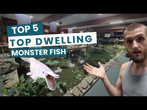 MY TOP 5 SURFACE DWELLING MONSTER FISH