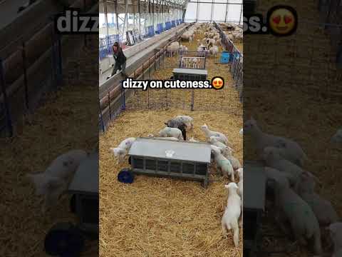 #shorts | Sheepishly Me SHORTS | *WARNING* THESE LAMBS ARE CONTAGIOUS!! (may cause dizziness!)?