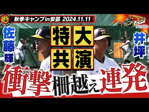 【11月11日秋季キャンプ】佐藤輝＆井坪がランチ特打で特大のサク越えを連発！！山田＆戸井の若虎が早朝から特守で汗を流す！！阪神タイガース密着！応援番組「虎バン」ABCテレビ公式チャンネル