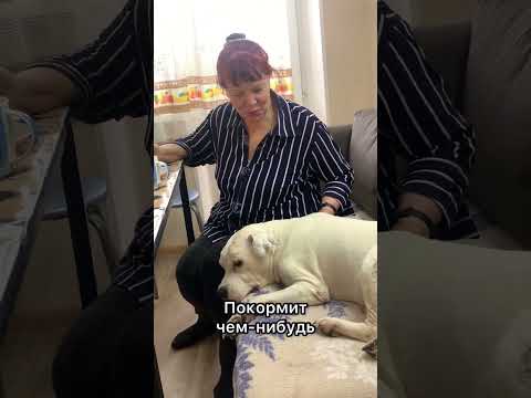 Бабушка даже и не знала, что я ее снимаю😍 сколько нежности🥰 #глухаясобака #собака #стаффордрокки