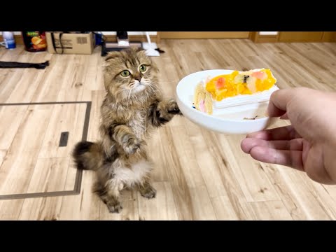 猫の誕生日にフルーツケーキをプレゼントしたら喜びのあまりこうなりました