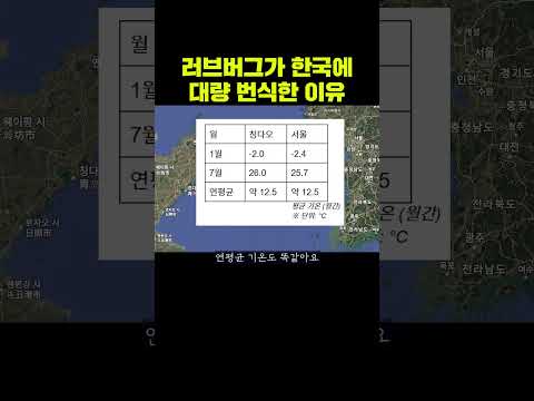 러브버그가 한국에 대량번식 할 수밖에 없는 이유 #러브버그