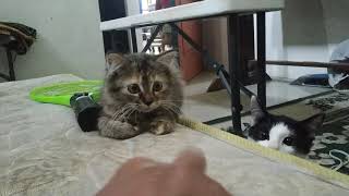 Kucing Lucu Main Tangan Dengan Majikan