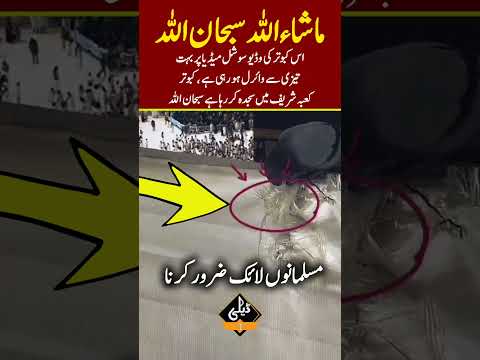 کبوتر کی وڈیو سوشل میڈیا پر وائرل! #Shorts #dailynewpoint #urdunews #hajjnews