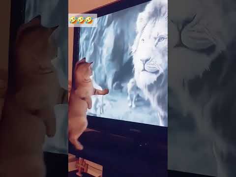 #cat #dog #dogs #cut #cute #love #lovecats #lovedogs #funny #virla #viralvideo #foryou #foryoupage