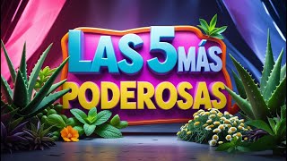 ✅ Las 5 Plantas Medicinales Más Poderosas 🌿 Beneficios y Usos