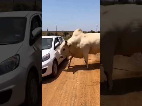 Raw Phone Footage: Bull Charges Car on Rural Road