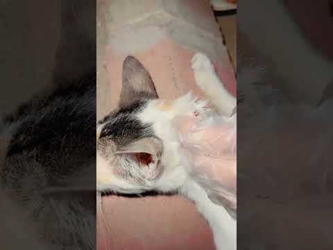 #اطفال #قطط #إنقاذ_الحيوانات #اكسبلور #cat #كورة_كل_يوم #cat #kitten #قط #الرحمة_بالحيوان #kitty