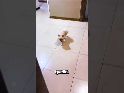 Non Riusciva a Trovare la Strada di Casa!😭