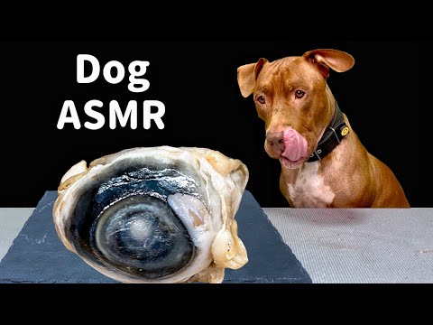 BEST DOG ASMR MUKBANG PITBULL EATING RAW FOODS