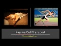 Exploring Passive Cell Transport Mechanisms