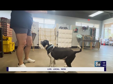 YouTube video thumbnail: Animals Across Las Vegas Valley Remain Unclaimed After Holiday Fireworks