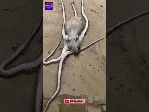 অক্টোপাস তার শরীর থেকে ৫গুণ ছোট গর্তে প্রবেশ করতে পারে কীভাবে?  #facts #odvutfacts