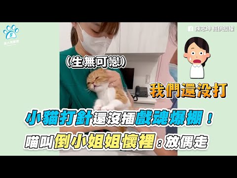 【小貓打針還沒插戲魂爆棚！ 喵叫倒小姐姐懷裡：放偶走】｜網友 / 陳誌坤 / Hsinwei Liao