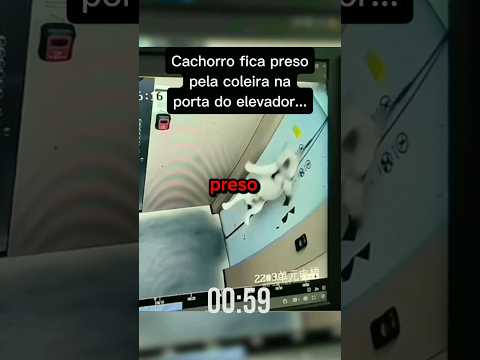 Cuidado com pets em elevadores #shorts