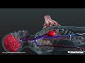 CPR Techniques and Guidelines