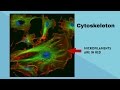 Understanding the Cytoskeleton
