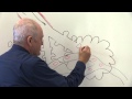 Exploring Alveoli and Gaseous Exchange in the Respiratory System