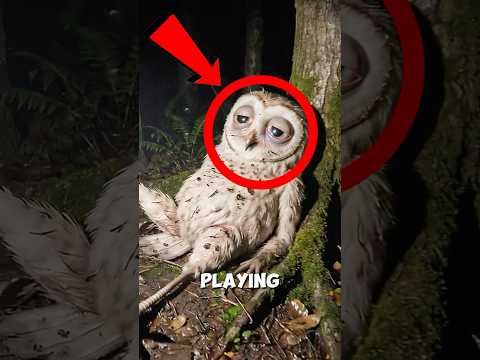 What Happens If You Donโt Save the Kids in 99 Nights in the Forest?!