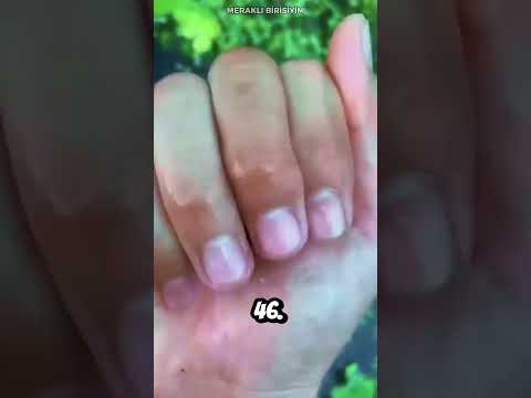 Gizemli Balığın Büyüleyici Yolculuğu 🐠✨