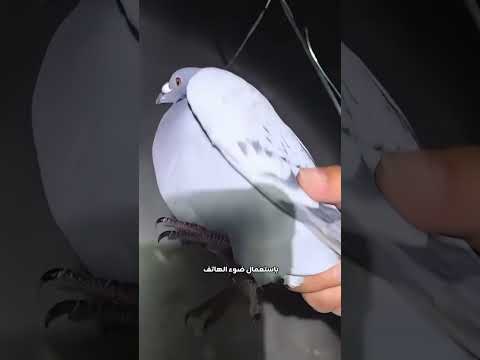 إمساك الحمام الزاجل في الليل