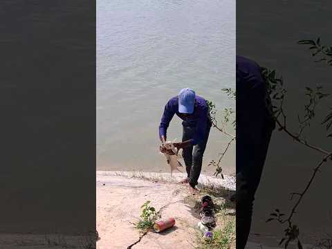 calbasu (Black rohu)🐠 catching fishing #shorts #fishing