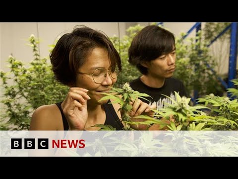YouTube video thumbnail: Thailand's 'Weed Wild West' Faces new Rules as Smuggling to UK Rises