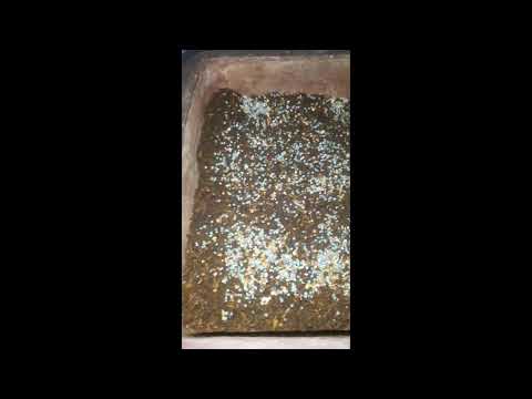 Potong Akar Bonsai Hokiantea