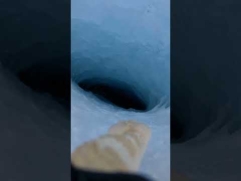 Florida Gator found in ALASKA?! (Tagged Snake led me to it) 🐊❄️