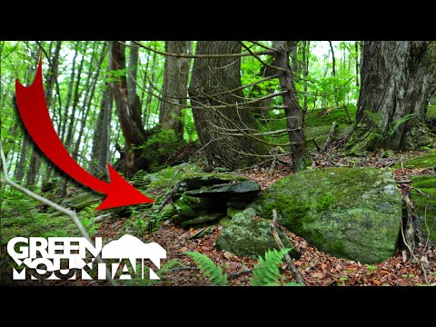 What's Buried Under These Strange Trees Left Me Speechless
