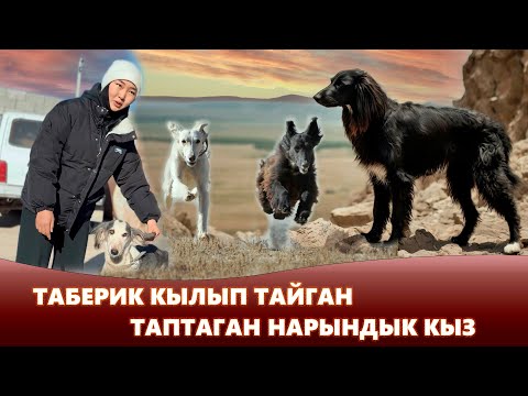 Таберик кылып тайган таптаган нарындык кыз I Жаратман