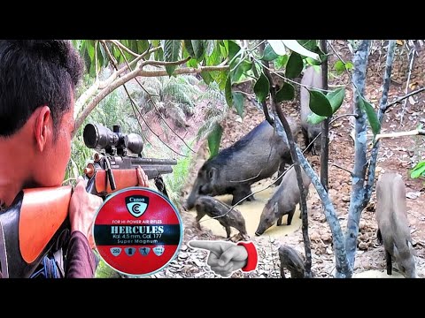 berburu nyanggong babi pakai mimis kalengan poin jumbo saat tes akurasi bersama istri