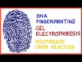 Exploring DNA Fingerprinting Techniques