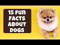 Understanding Dog Behavior and Abilities