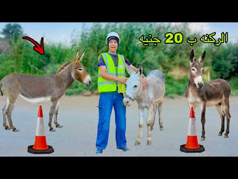 لما اخوك الصغير يشتغل سايس حمير في الشارع 🐴😂| علاء حسين