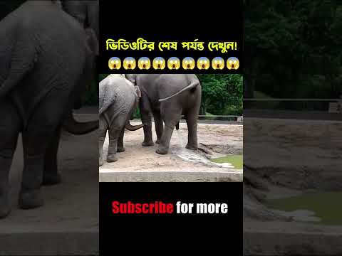 এই প্রানী গুলোর জন্ম দেওয়ার দৃশ্য দেখে চমকে উঠবেন #shorts #trandingshorts #মায়াজাল