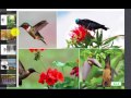 Plant Life Cycles and Pollination