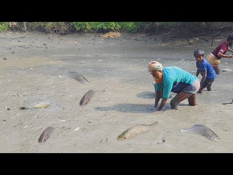 দুই দিন ধরে গ্রামের পুকুর সেচে মাছ ধরে কুল পাচ্ছে না বাড়ি লোকেরা। Best Fishing video 2025/Fish video