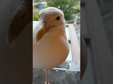Giving My Pet Seagull His Medication!