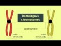 Meiosis and Mitosis Concepts