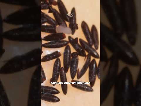 Как рожают комары?