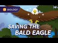 Exploring Bald Eagle Conservation through Population Ecology