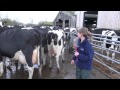 Body Condition Scoring in Dairy Cows